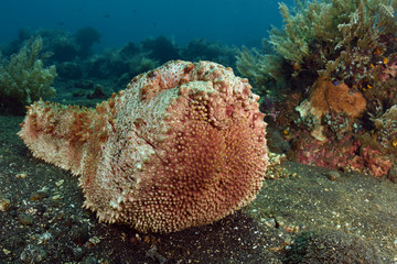 Giant sea cucumber crawling on the sea bottom. Underwater world, ecosystem, diving. Tulamben, Bali, Indonesia.
