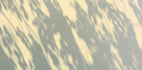 shadow leaf on white wall with sunny