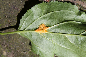 Aecia of Barley crown rust (Puccinia coronata) on green leaf of Rhamnus cathartica or Purging buckthorn, May, Belarus