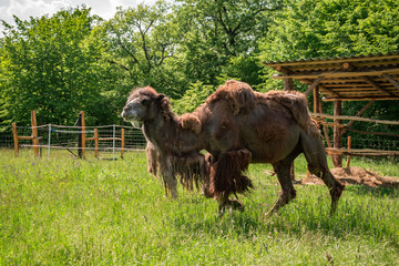 camel running in Hungarian nature 