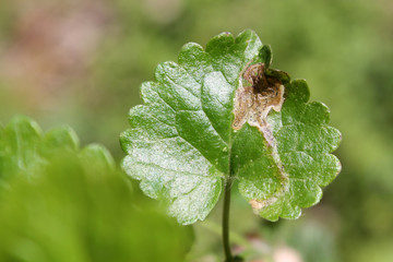 Leaf mine of Phytomyza glechomae on green leaf of Ground ivy or Glechoma hederacea. May, Belarus