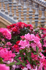 Fototapeta na wymiar Pink roses with painted ceramic balustrades of bridge steps at Plaza de Espana Seville Spain