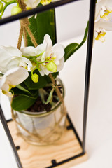 Orchid flowers plants in unique framework design glass pots. Abstract gift concept.