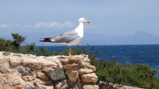 On the small Spanish island Tabarca. A beautiful seagull stands on a wall, in the background the blue sea. Then she starts and flies away to the sea. Recorded in slow motion half speed.