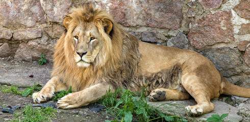 Big African lion lies in the zoo aviary. Lion sunbathing and posing for the audience at the zoo