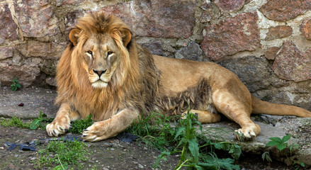 Big African lion lies in the zoo aviary. Lion sunbathing and posing for the audience at the zoo