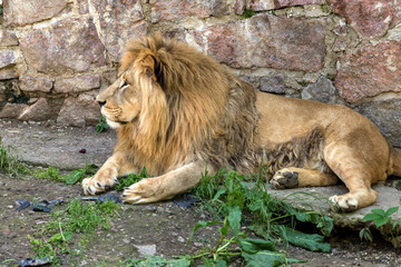 Big African lion lies in the zoo aviary. Lion sunbathing and posing for the audience at the zoo