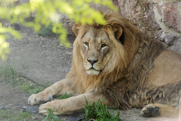 Big African lion lies in the zoo aviary. Lion sunbathing and posing for the audience at the zoo