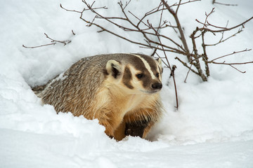 Obraz premium Badger emerging from den in the snow