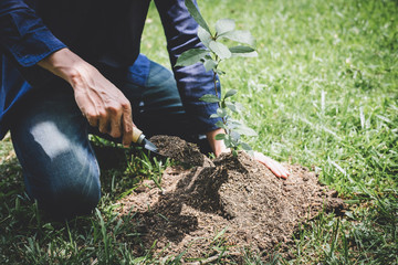 Planting a tree, Two hands of young man were planting the seedlings and tree growing into soil...
