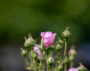 ピンク色のバラ