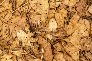 a lot of dry yellow leaves in the forest ground on a hot day, Natural background
