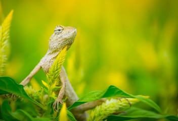 Oriental garden lizard or Eastern garden lizard Iguana on the green bush in nature