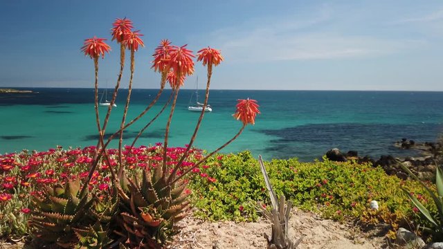 A beautiful bay of the small Spanish island Tabarca off the coast of Alicante. Sailboats moored, blue water and red flowers on the shore.