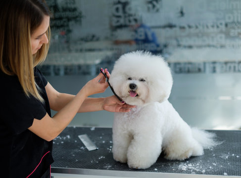 Bichon Fries At A Dog Grooming Salon