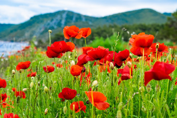 Blumenfeld in Kroatien