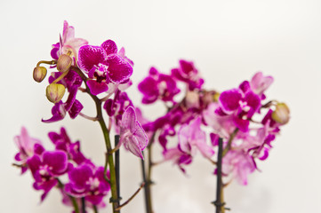 Fototapeta na wymiar Purple orchid in white pot isolated on white background
