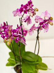 Purple orchid in white pot isolated on white background