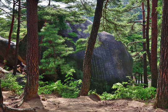 North Korean scenery. Red korean pine forest