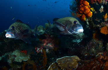 Harlequin Sweetlips fish (Plectorhinchus chaetodonoides). Amazing underwater world - Raja Ampat, Papua Indonesia. Wide angle photography.