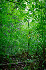 In the dark green undergrowth 