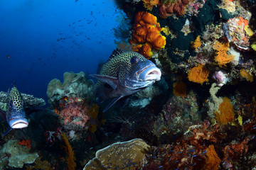 Harlequin Sweetlips fish (Plectorhinchus chaetodonoides). Amazing underwater world - Raja Ampat, Papua Indonesia. Wide angle photography.