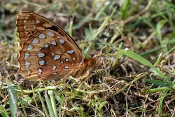 A pretty Great Spangled Fritillary butterfly rests on the green grass in a Missouri meadow. Bokeh...