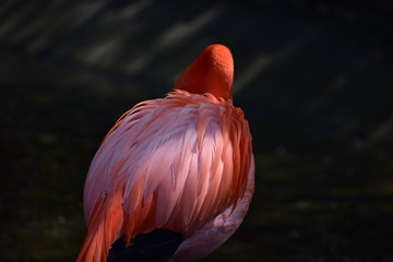 貴婦人のコート