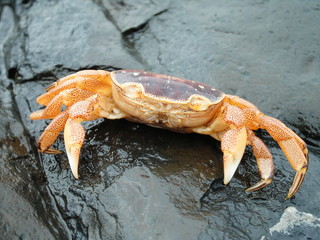 Krabbe