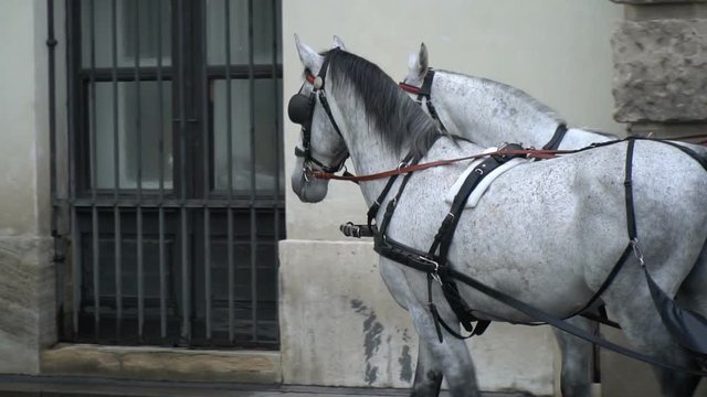 Two white horses in harness on the street
