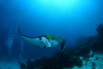 Fototapeta na wymiar Amazing underwater world - Manta Rays. Bali, Nusa Penida island, Raja Ampat. Clear blue sea.