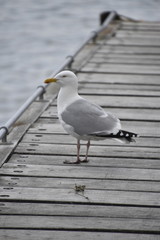 seagull on pier