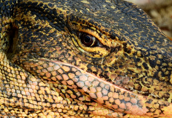 eye of water Monitor (Varanus salvator) closeup