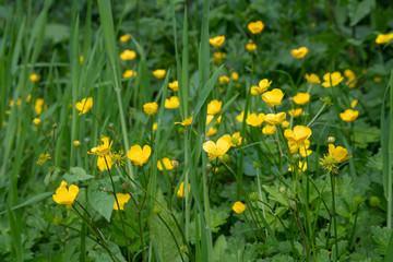 buttercups yellow in the green grass 