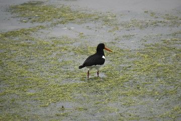 Oystercatcher in shallows