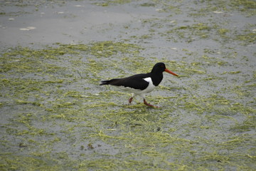 Oystercatcher in shallows