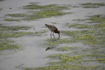 Godwit feeding