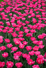 Pink tulips in city park 3