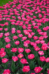 Pink tulips in city park 4