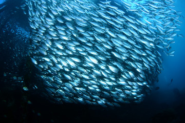 Fototapeta na wymiar Underwater world - giant sсhool of fish. Diving and underwater photography. Papua, Raja Ampat, Indonesia. 