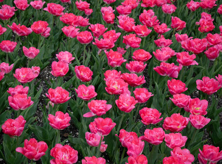 Pink tulips in city park 5