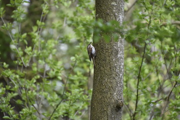 Treecreeper