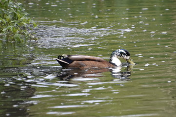 Duck on a lake