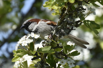 Sparrow on a branch