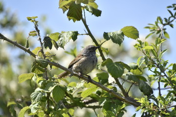 Dunnock in a tree