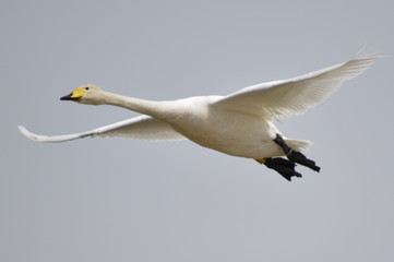 Whooper Swan flying