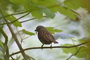 Bird on a branch