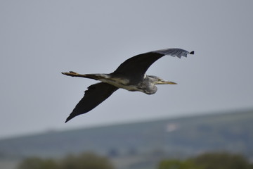 Grey Heron in flight