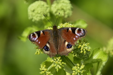 butterfly on a flower