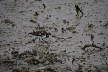 Turnstone forraging 